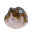ノルウェージャンフォレストキャットにゃん（個別スタンプ：16）