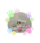 ノルウェージャンフォレストキャットにゃん（個別スタンプ：21）
