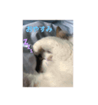 ノルウェージャンフォレストキャットにゃん（個別スタンプ：22）