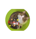 ノルウェージャンフォレストキャットにゃん（個別スタンプ：23）