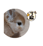 ウサギのちゅらちゃん（個別スタンプ：1）