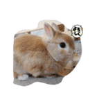 ウサギのちゅらちゃん（個別スタンプ：4）