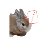 ウサギのちゅらちゃん（個別スタンプ：6）