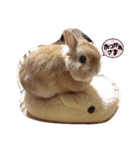 ウサギのちゅらちゃん（個別スタンプ：8）