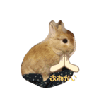 ウサギのちゅらちゃん（個別スタンプ：10）