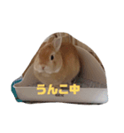 ウサギのちゅらちゃん（個別スタンプ：16）