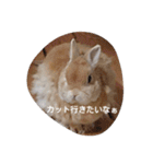 ウサギのちゅらちゃん（個別スタンプ：18）