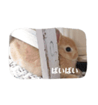 ウサギのちゅらちゃん（個別スタンプ：20）