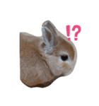 ウサギのちゅらちゃん（個別スタンプ：24）
