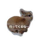 ウサギのちゅらちゃん（個別スタンプ：27）