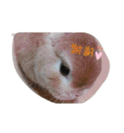 ウサギのちゅらちゃん（個別スタンプ：31）
