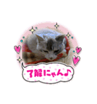 猫のキャベツくん（個別スタンプ：3）