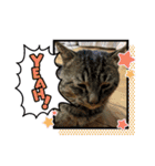 猫のキャベツくん（個別スタンプ：4）
