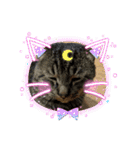 猫のキャベツくん（個別スタンプ：13）