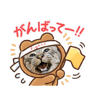 猫のキャベツくん（個別スタンプ：14）