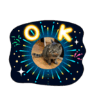 猫のキャベツくん（個別スタンプ：15）