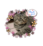 猫のキャベツくん（個別スタンプ：16）