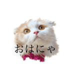 ちくわの使えるスタンプ（個別スタンプ：19）