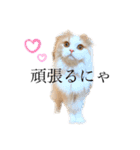 ちくわの使えるスタンプ（個別スタンプ：28）