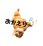 (´-`)oO（尊いねこたち。）（個別スタンプ：1）