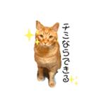 (´-`)oO（尊いねこたち。）（個別スタンプ：2）