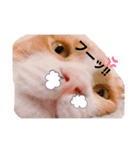 (´-`)oO（尊いねこたち。）（個別スタンプ：3）