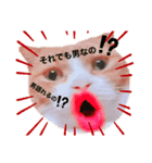 (´-`)oO（尊いねこたち。）（個別スタンプ：4）