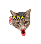 (´-`)oO（尊いねこたち。）（個別スタンプ：5）