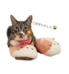 (´-`)oO（尊いねこたち。）（個別スタンプ：6）