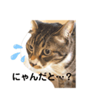 (´-`)oO（尊いねこたち。）（個別スタンプ：7）