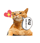 (´-`)oO（尊いねこたち。）（個別スタンプ：8）