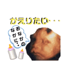 こたろうくんのえいえいおースタンプ（個別スタンプ：6）