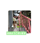 ぱぴぱぴパピヨン28（個別スタンプ：1）