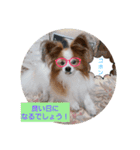 ぱぴぱぴパピヨン28（個別スタンプ：4）