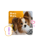 ぱぴぱぴパピヨン28（個別スタンプ：9）