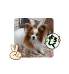 ぱぴぱぴパピヨン28（個別スタンプ：11）