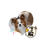 ぱぴぱぴパピヨン28（個別スタンプ：12）