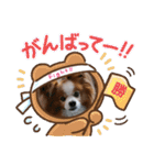 ぱぴぱぴパピヨン28（個別スタンプ：16）