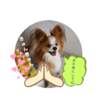 ぱぴぱぴパピヨン28（個別スタンプ：17）