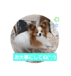 ぱぴぱぴパピヨン28（個別スタンプ：18）
