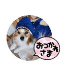 ぱぴぱぴパピヨン28（個別スタンプ：19）