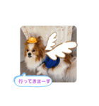 ぱぴぱぴパピヨン28（個別スタンプ：20）