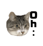 lovely momocat（個別スタンプ：7）