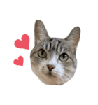 lovely momocat（個別スタンプ：12）