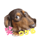 カニンヘンダックス挨拶（個別スタンプ：11）