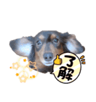 カニンヘンダックス挨拶（個別スタンプ：12）