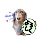 カニンヘンダックス挨拶（個別スタンプ：14）