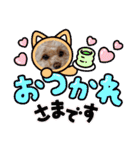 モカちゃん日記その6（個別スタンプ：3）