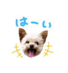 モカちゃん日記その6（個別スタンプ：7）