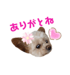 モカちゃん日記その6（個別スタンプ：10）